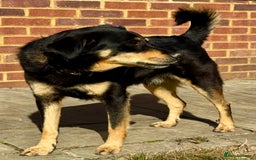 German Shepherd dogs for adoption: Franky: The Dog Who Learned to Trust Again - Image 3
