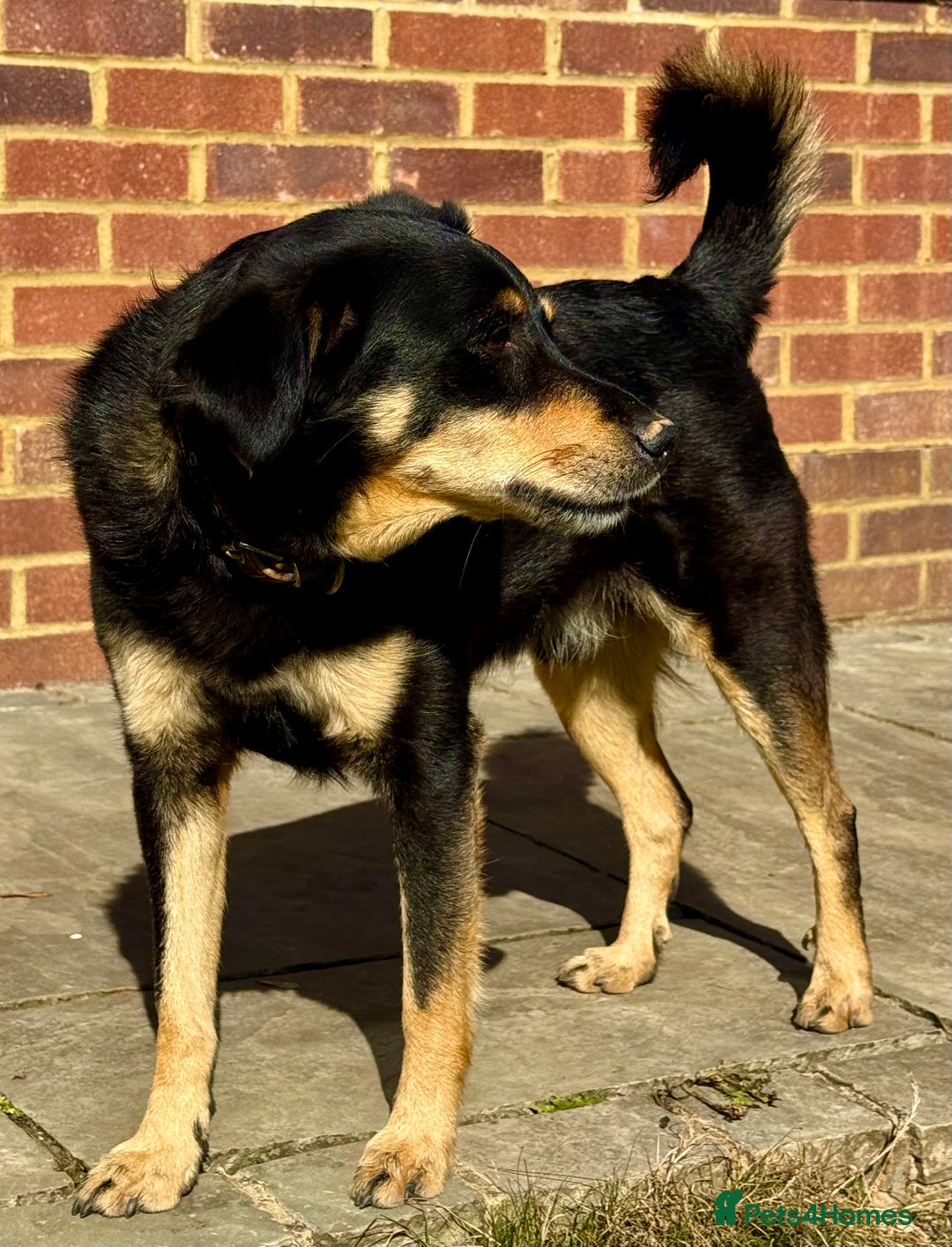 German Shepherd dogs for adoption: Franky: The Dog Who Learned to Trust Again - Image 3