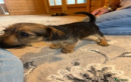 Mixed Breed dogs for sale: Jackapoo pups ready 9th August  - Image 13