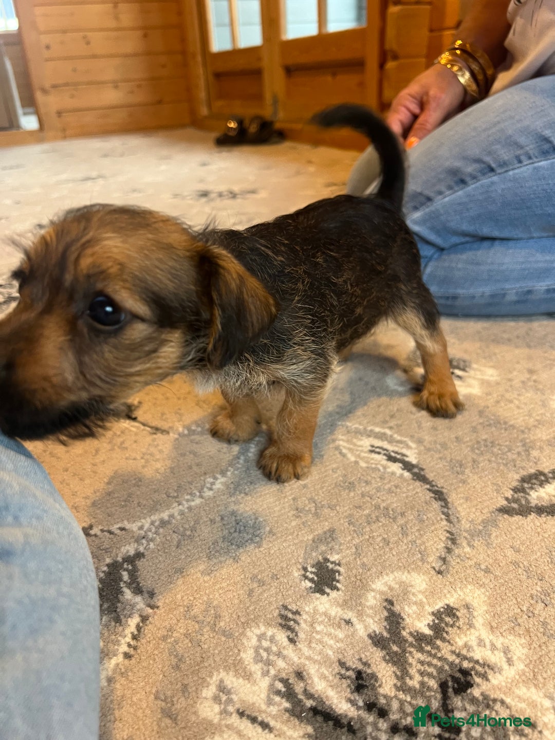 Mixed Breed dogs for sale: Jackapoo pups ready 9th August  - Image 13