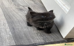 Mixed Breed cats for sale: Very friendly beautiful fluffy kittens  - Image 9