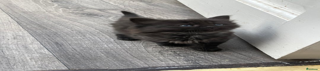 Mixed Breed Kitten 5