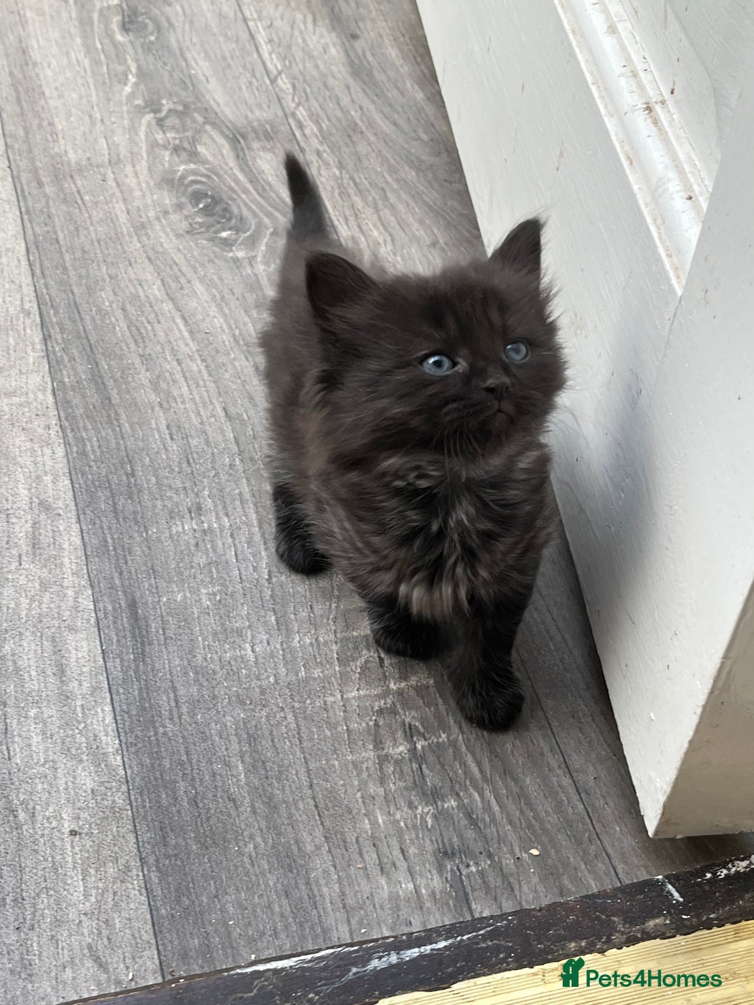 Mixed Breed cats for sale: Very friendly beautiful fluffy kittens  - Image 9