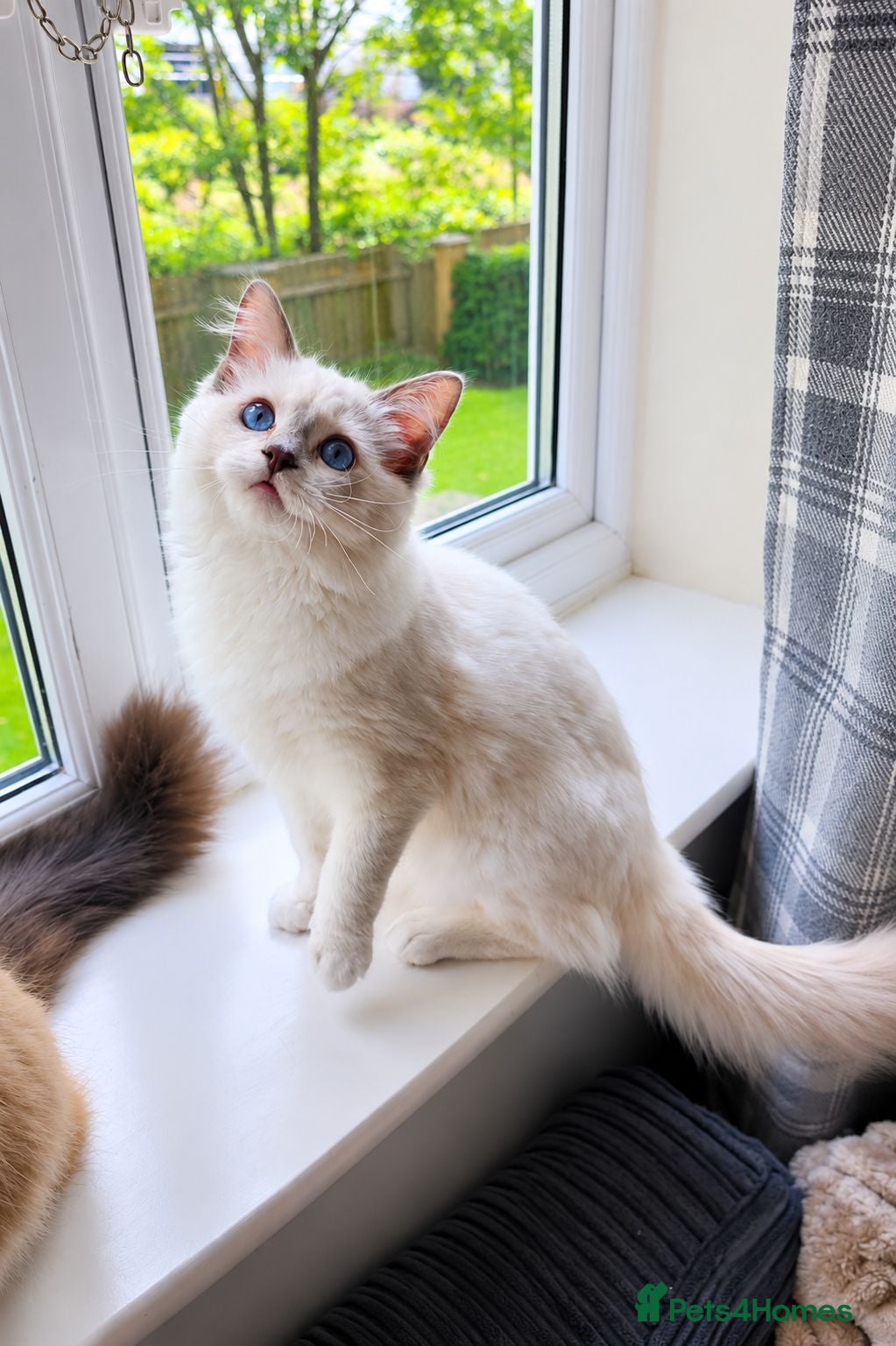 Ragdoll cats Stunning Lilac Mitted Ragdoll - Advert 1