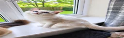 Ragdoll cats for sale: Stunning Lilac Mitted Ragdoll - Advert 1
