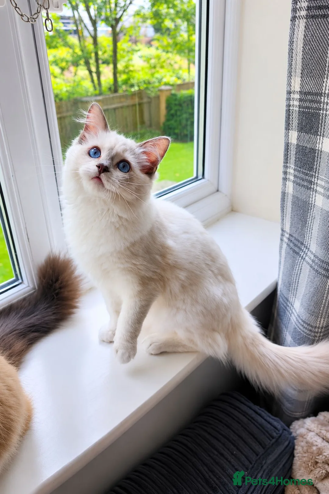 Ragdoll cats for sale: Stunning Lilac Mitted Ragdoll - Advert 1