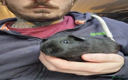 Guinea Pig rodents for sale: Baby Male Guinea Pigs  - Image 10