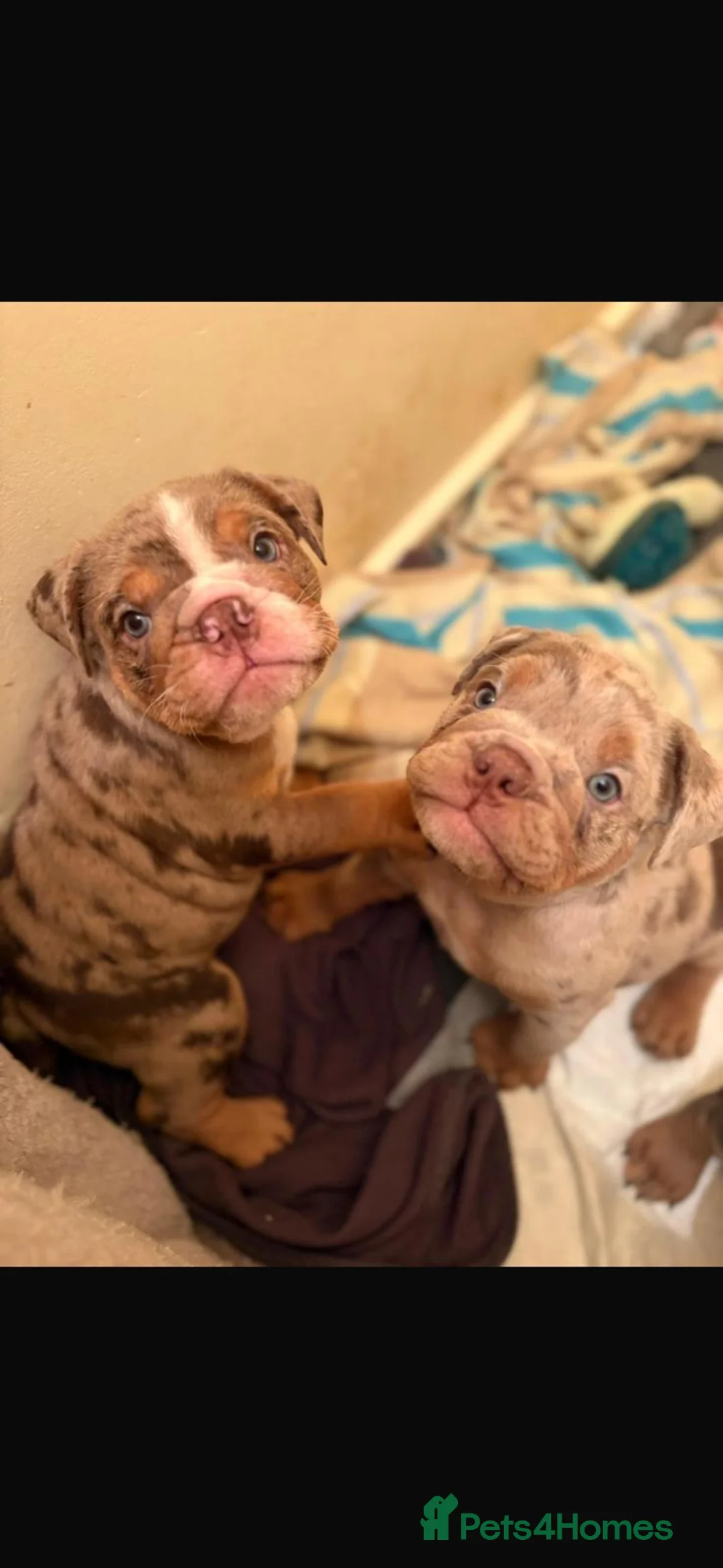English Bulldog dogs for sale: Bulldog Puppies Champion bloodlines - Advert 9