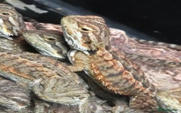Bearded Dragon reptiles for sale: Bearded dragon babies available now  - Image 8