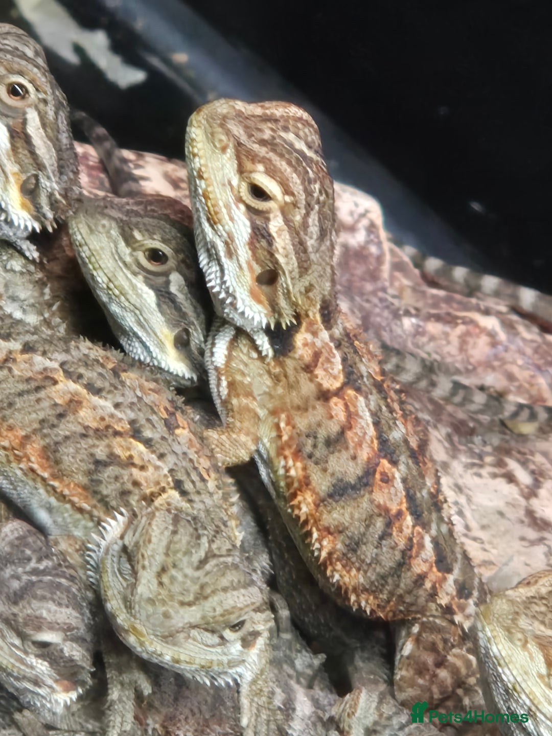 Bearded Dragon reptiles for sale: Bearded dragon babies available now  - Image 8