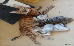 Bengal cats for sale: TICA Family-raised Bengal Kittens Vet Checked - Image 12