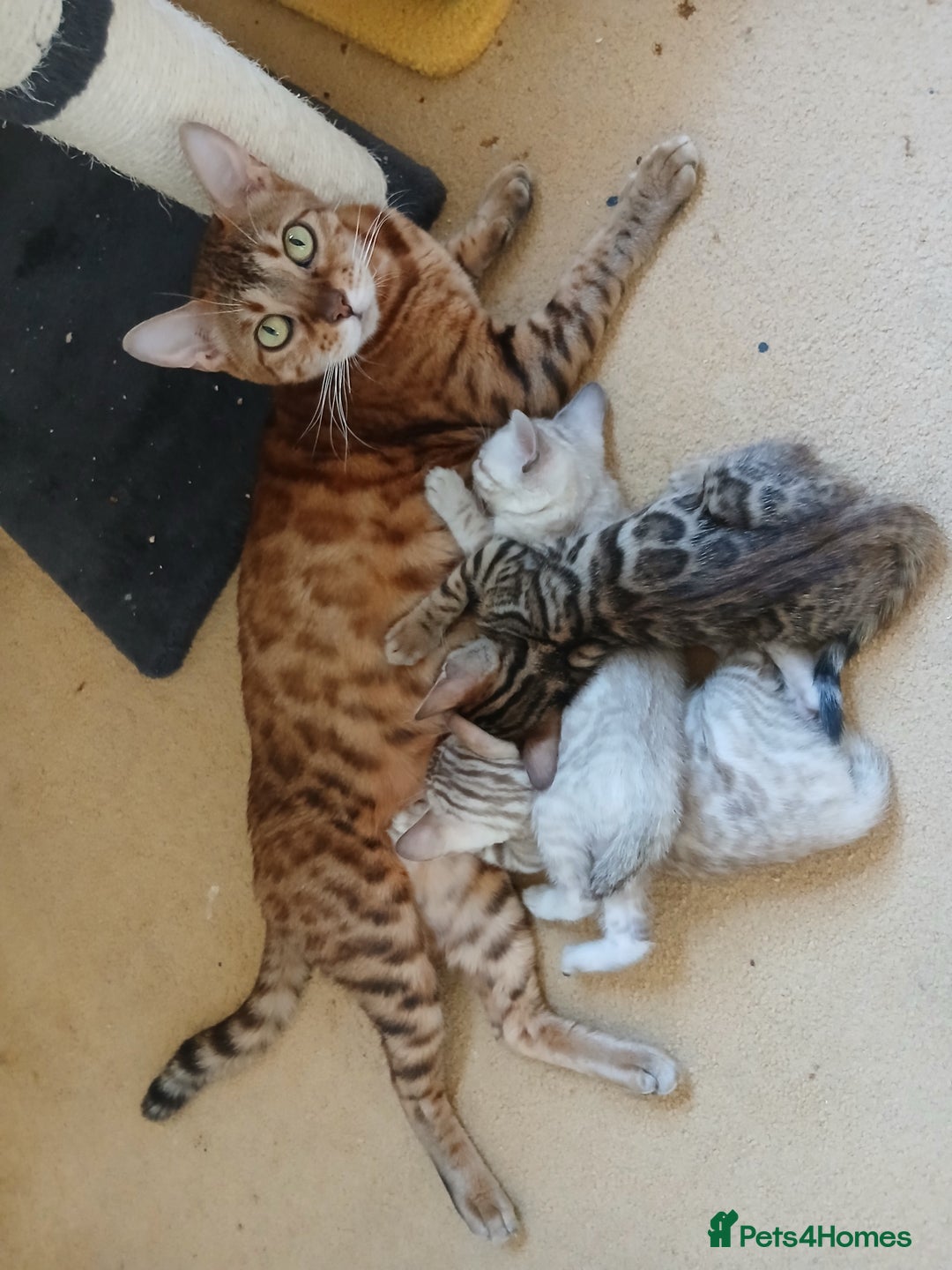 Bengal cats for sale: TICA Family-raised Bengal Kittens Vet Checked - Image 12
