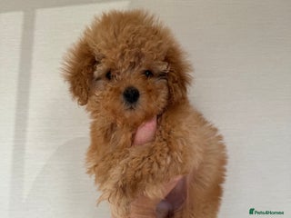 Toy Poodle dogs Kc registered toy poodles - Advert 13