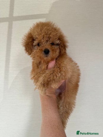 Toy Poodle dogs Kc registered toy poodles - Advert 2