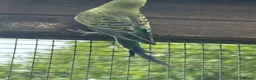 Budgerigars birds for sale: Budgies Blackface Blackwing - Advert 4