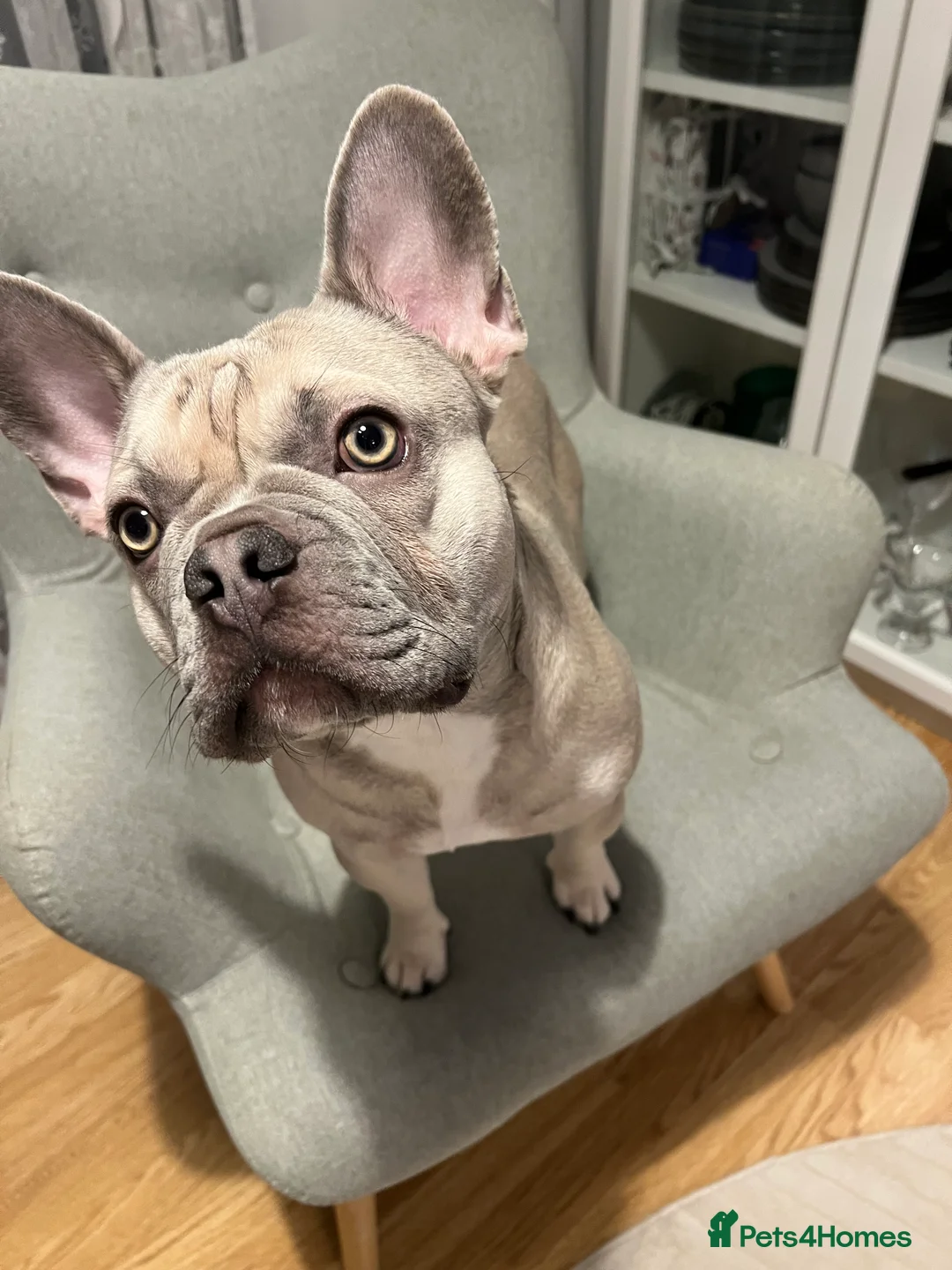French Bulldog dogs for stud: KC Registered Cream French Bulldog Stud – MELLOW - Advert 3