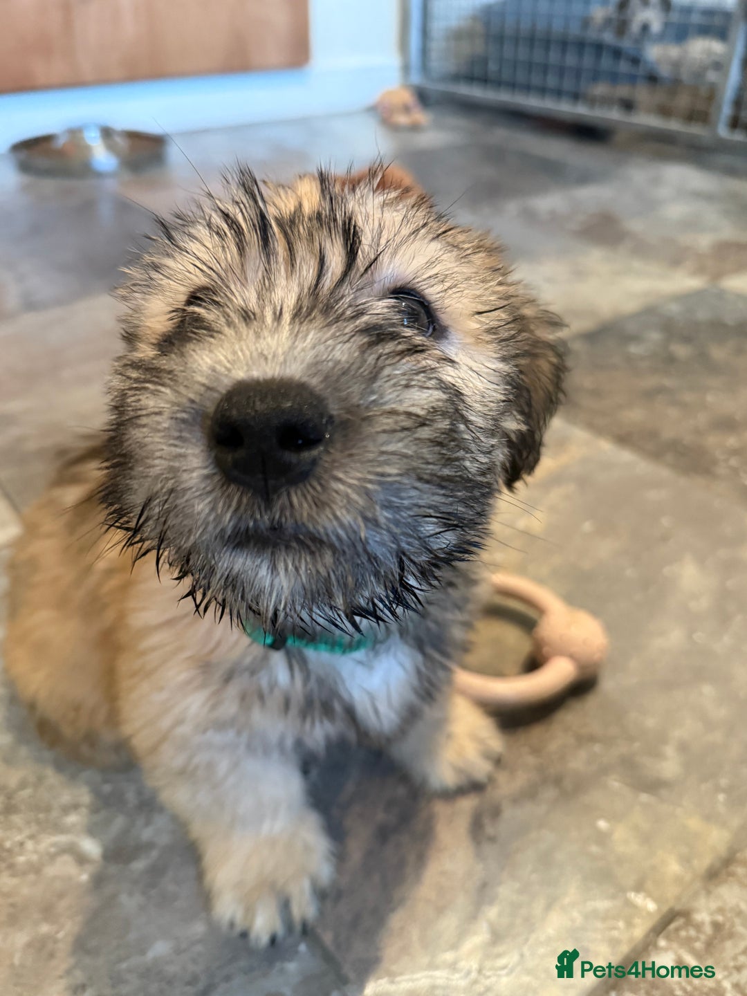 Glen of Imaal Terrier dogs for sale: Glen of Imaal terrier puppies - Advert 4