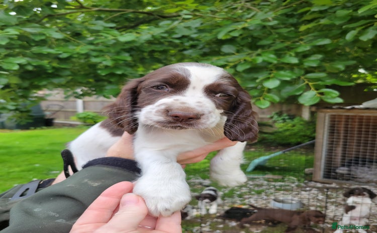 Sprocker dogs - Advert 1