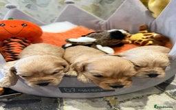 Cavapoo dogs for sale: Cavapoo F1 puppies some stunning colours - Image 9