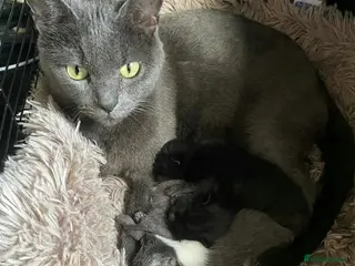 Russian Blue cats Mixed Russian blues - Advert 17