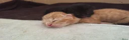 Mixed Breed cats for sale: Rare Ginger Female  in Bracknell - Advert 5