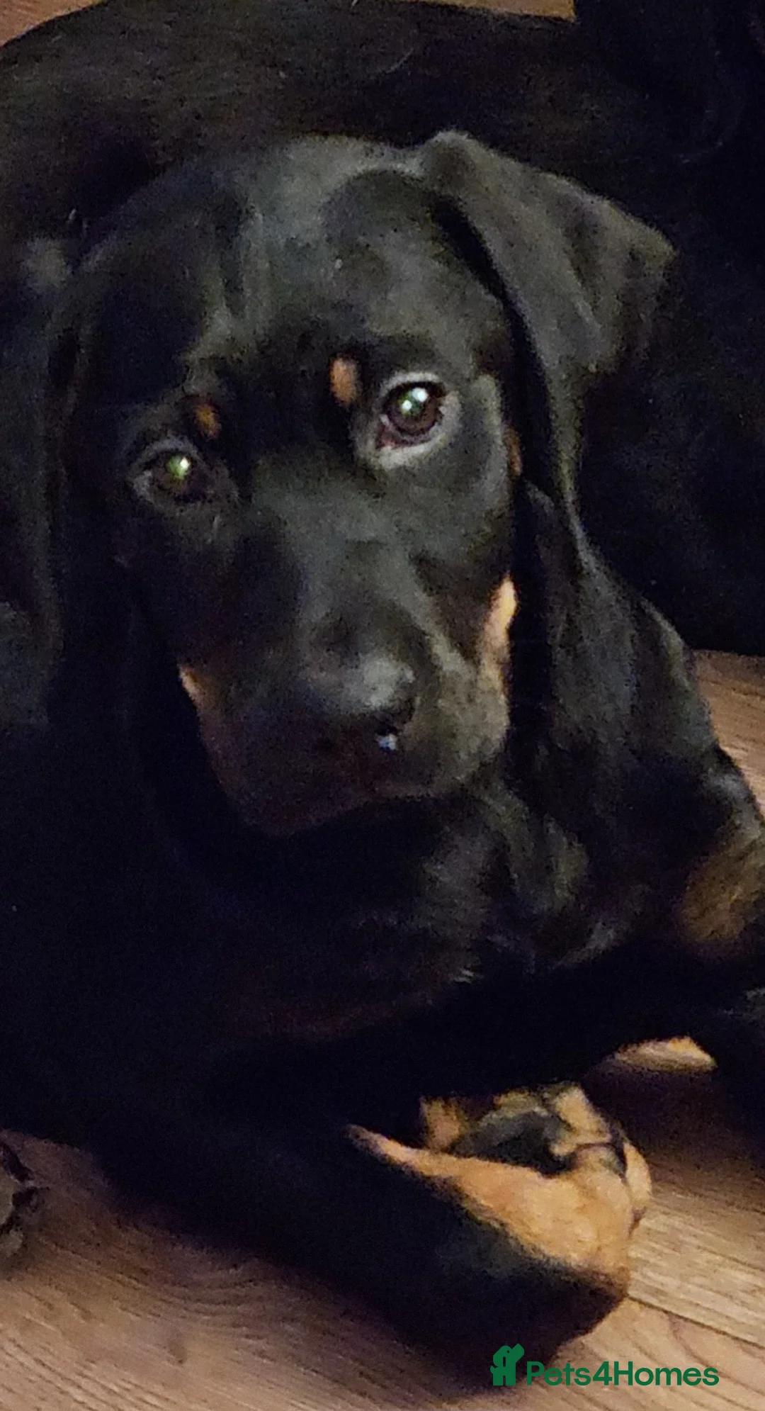 Mixed Breed dogs for sale: Rottweiler cross female puppy in Preston - Advert 2