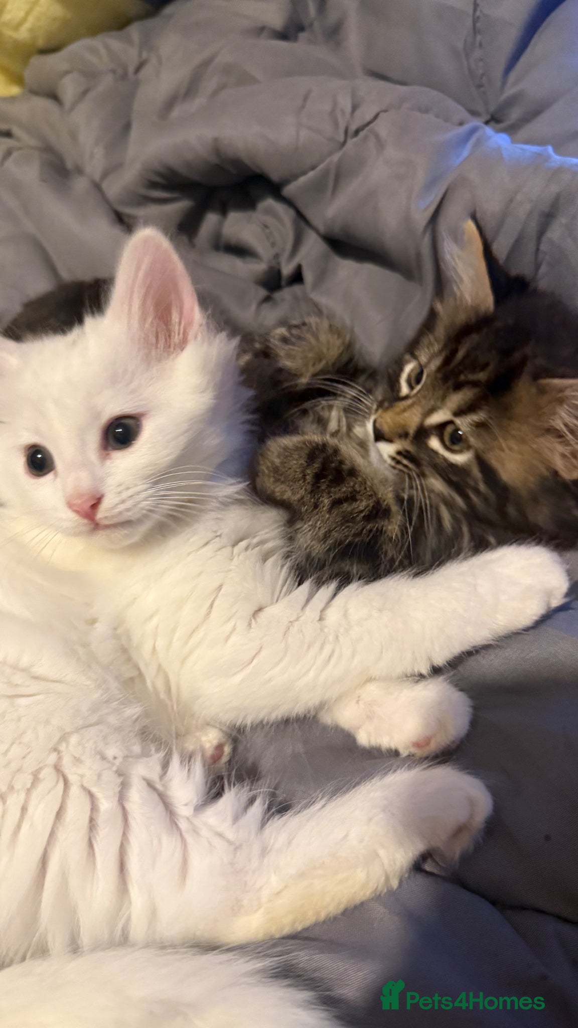 Mixed Breed cats 6 Lovely Kittens ready to go now! - Advert 11