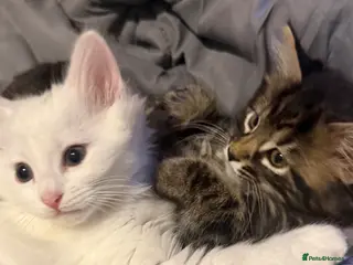 Mixed Breed cats 6 Lovely Kittens ready to go now! - Advert 11