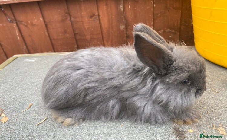 Angora rabbits - Advert 1