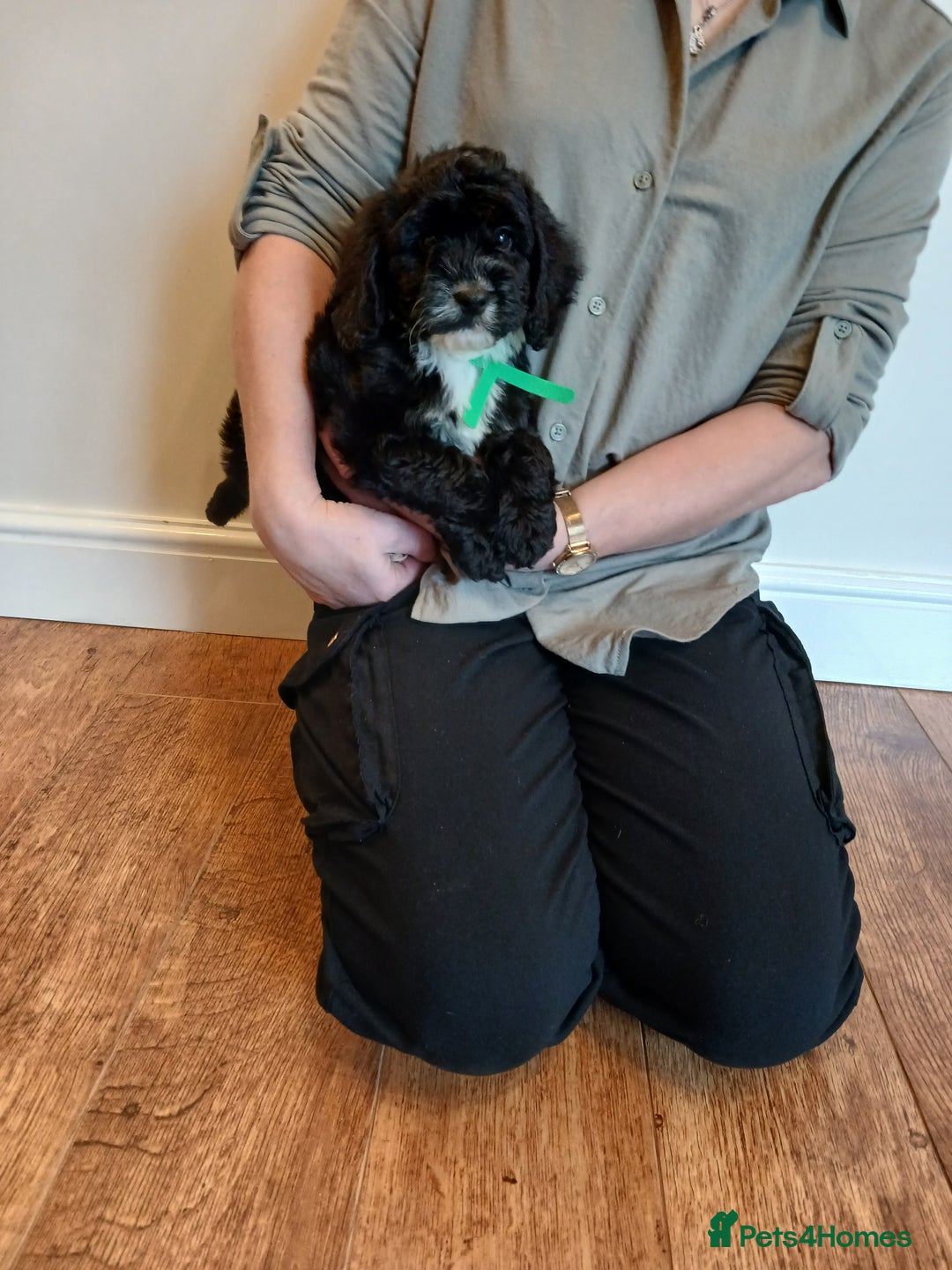 Cockapoo dogs for sale: Cockapoo puppies  - Advert 8