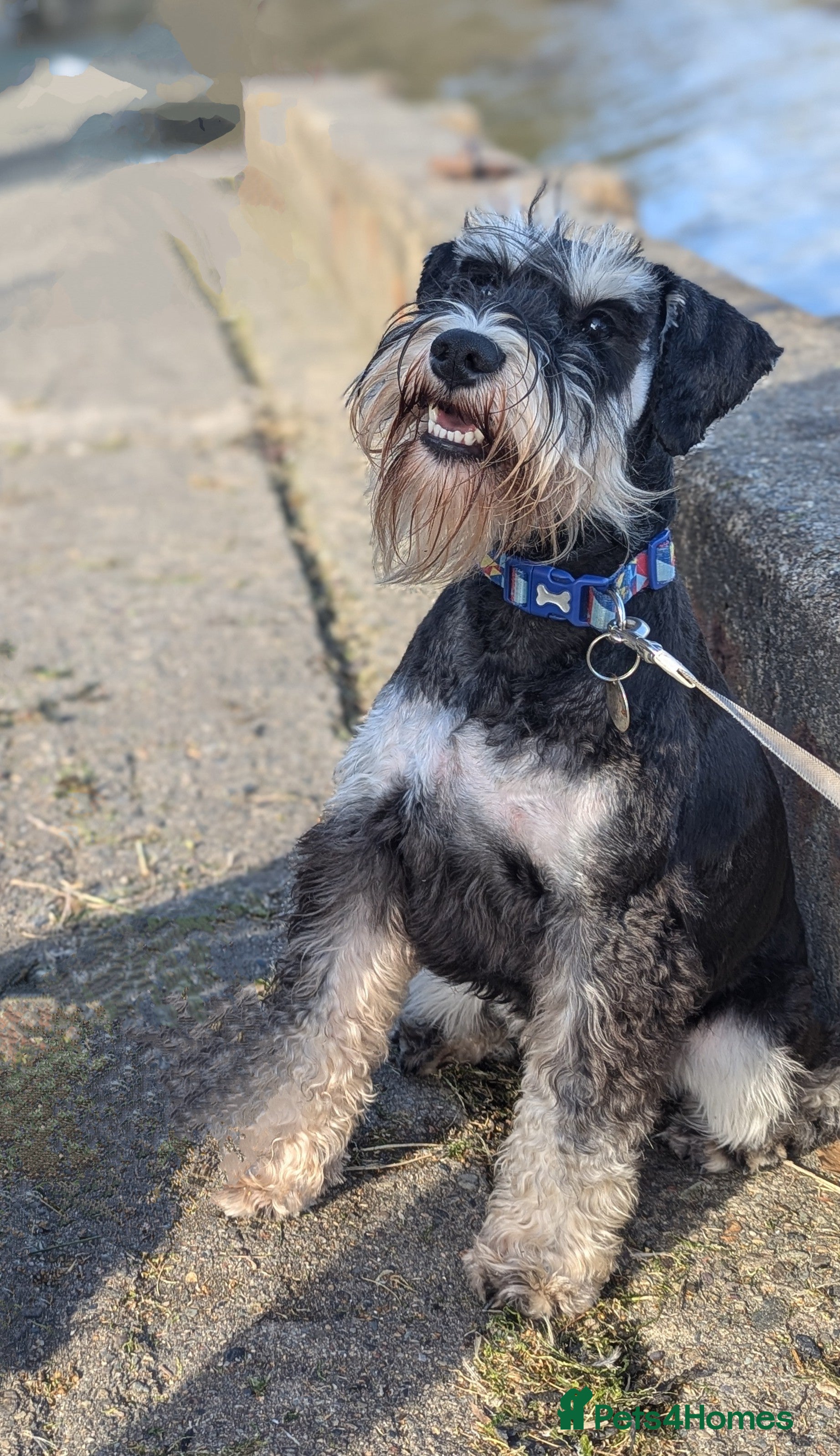 Miniature Schnauzer dogs KC reg miniature schnauzer for stud  - Advert 1