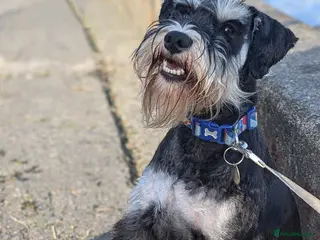 Miniature Schnauzer dogs KC reg miniature schnauzer for stud - Advert 1