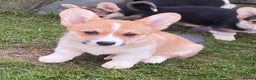 Welsh Corgi Pembroke dogs for sale: 7 Beauitful Corgi Puppies - Advert 6