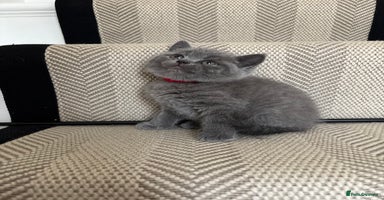 British Shorthair cats - Advert 6