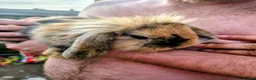 Mini Lion Lop rabbits for sale: 4 lionhead lops for sale - Advert 12