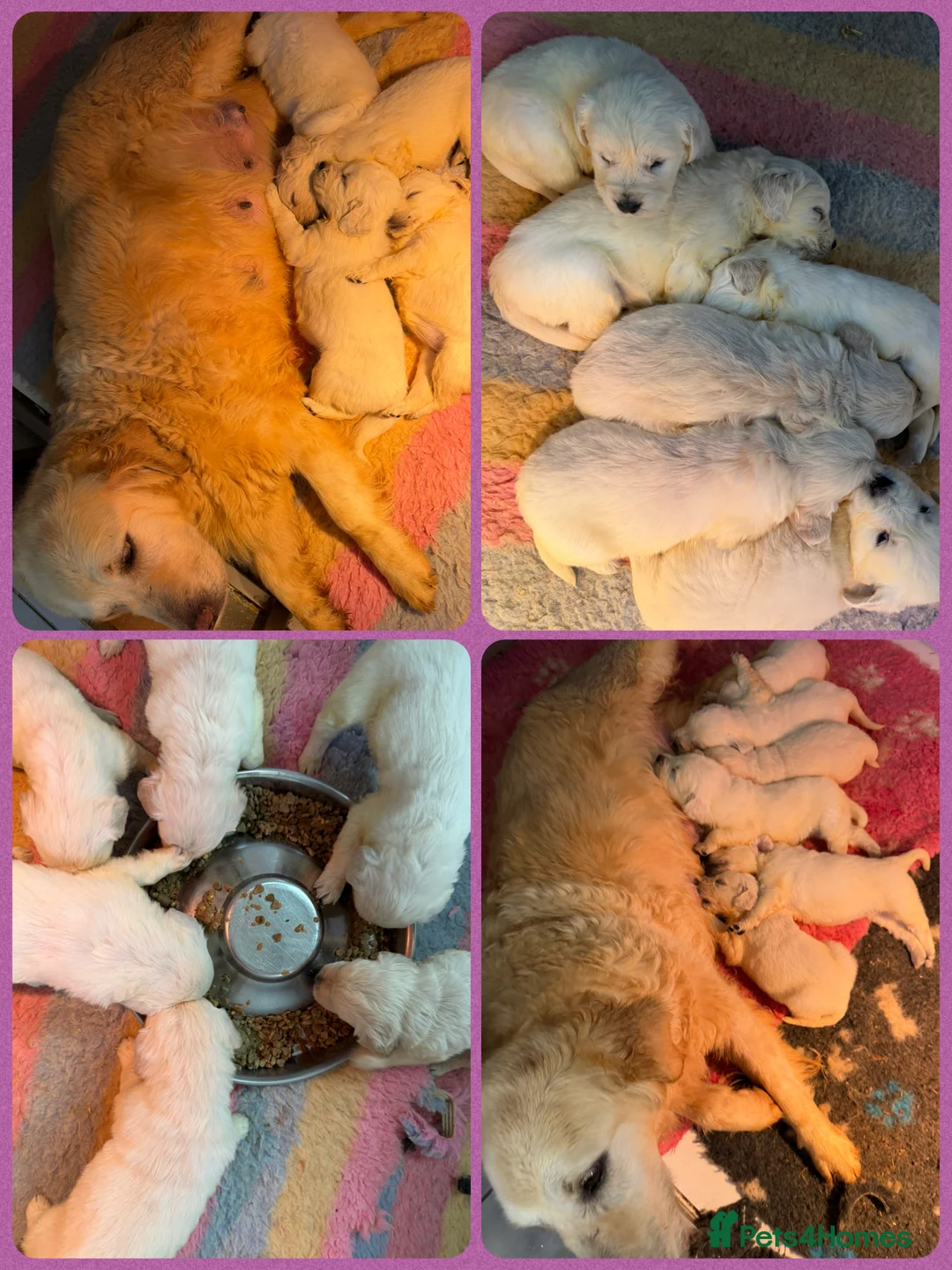 Golden Retriever dogs for sale: KC Registered Golden Retriever Pups  - Advert 7