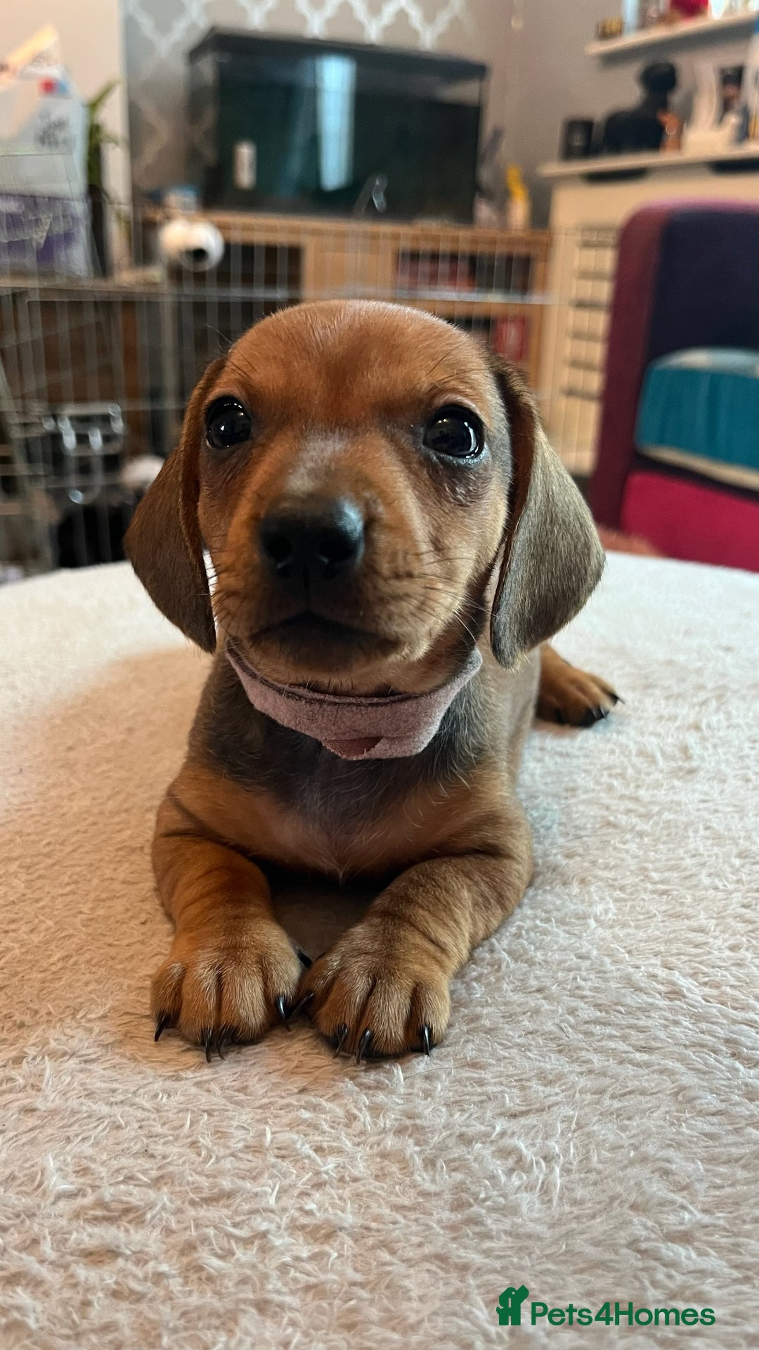 Dachshund dogs for sale: Dachshund puppies for sale - Image 14