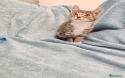Mixed Breed cats for sale:  GREY BOY VIDEOS - Image 5