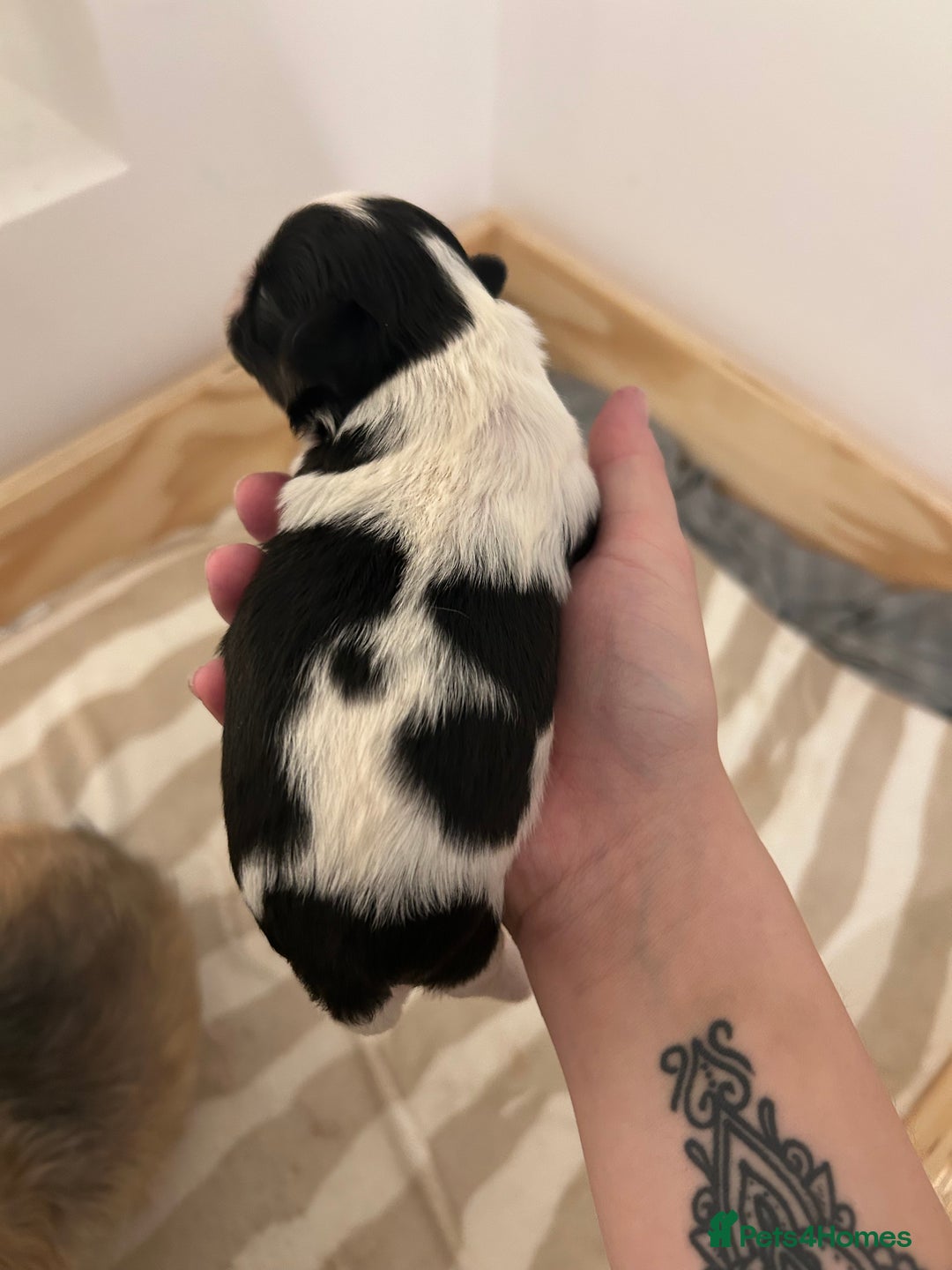 Shih Tzu dogs for sale: Shih Tzu puppy  - Image 1