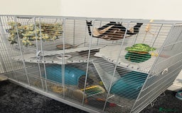 Rat rodents for sale: Two 6 months old male rats - Image 11