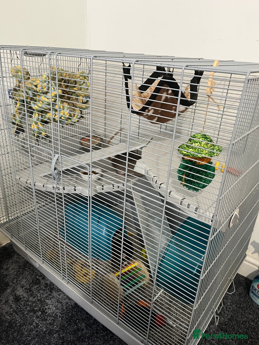 Rat rodents for sale: Two 6 months old male rats - Image 11