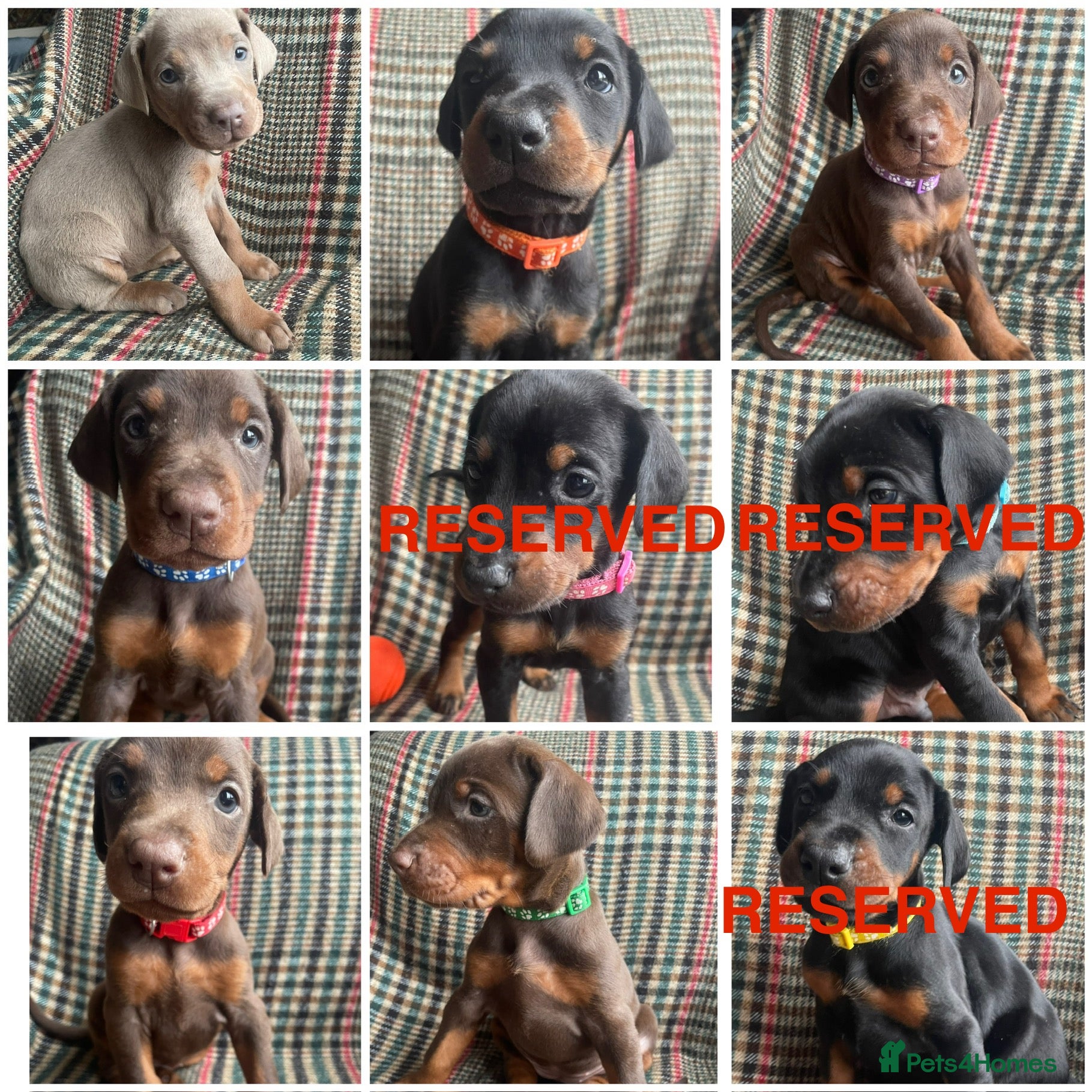 Dobermann dogs dobermann pinscher - Advert 6