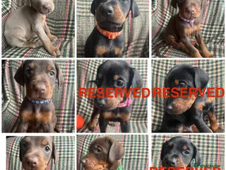 Dobermann dogs dobermann pinscher - Advert 6