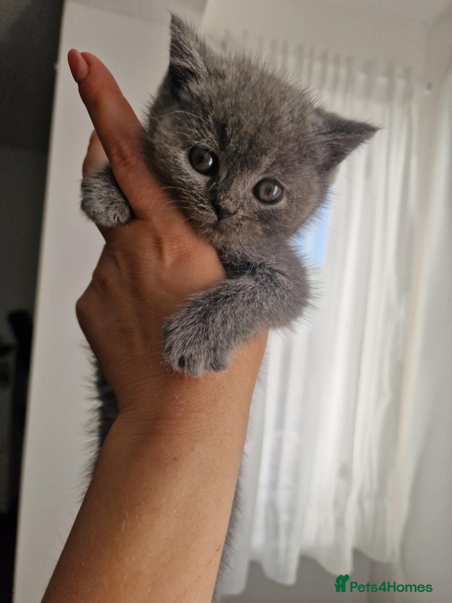 British Shorthair cats  The last princess British Shorthair ❤️ ♥️  - Advert 2