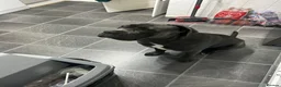 Cane Corso dogs for sale: Kane 2.5 year old Cane Corso  in Clacton-on-Sea - Advert 14