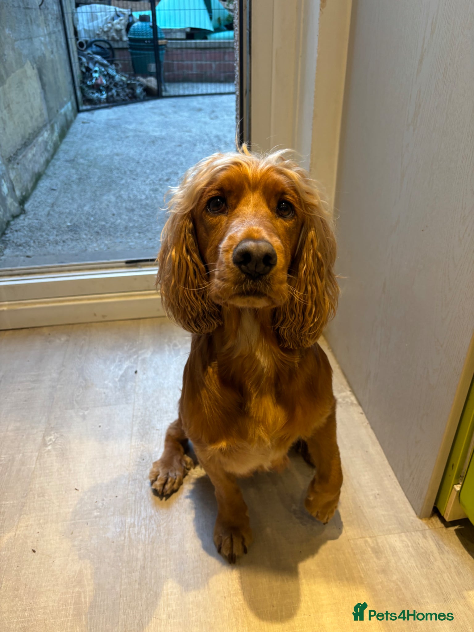 Cocker Spaniel dogs Cocker Spaniel Puppy’s  - Advert 1