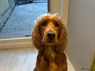 Cocker Spaniel dogs Cocker Spaniel Puppy’s - Advert 2