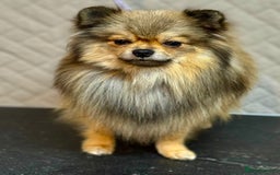 Pomeranian dogs for adoption: Prince: The Little Dog Who Survived  - Image 3