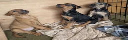 Lakeland Terrier dogs for sale: Lakeland terrier puppies in Worcester - Advert 7