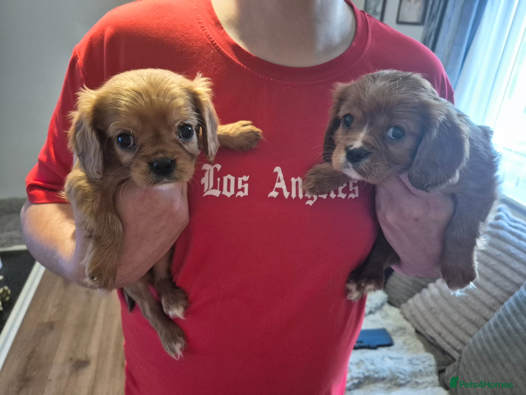King Charles Spaniel dogs king charles cavalier pups READY NOW - Advert 3